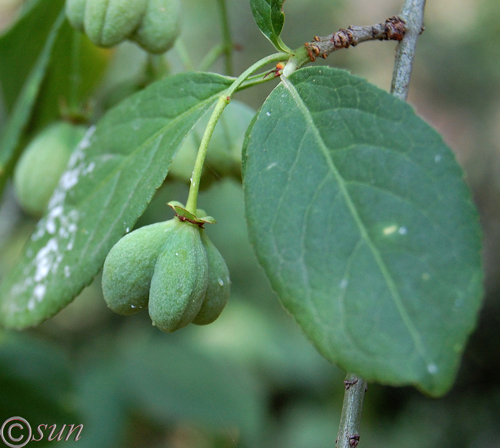 Image of Euonymus europaeus specimen.