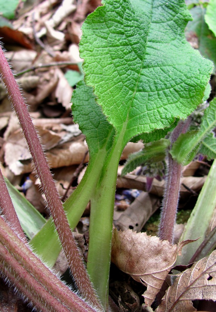 Изображение особи Trachystemon orientalis.