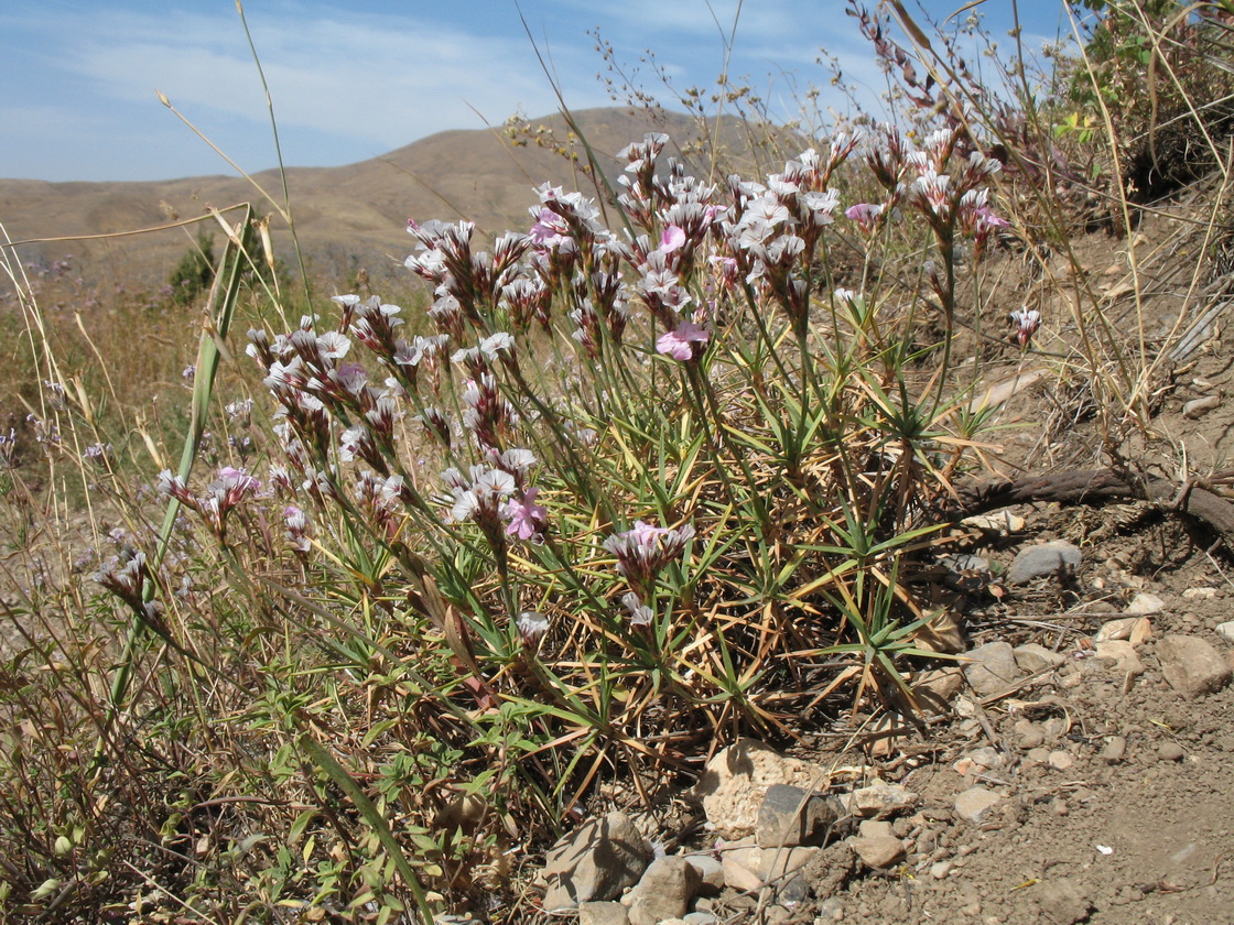 Image of Acantholimon alberti specimen.