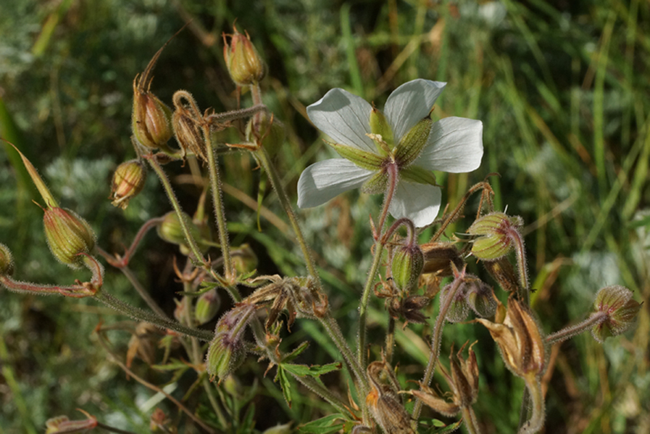 Изображение особи Geranium affine.