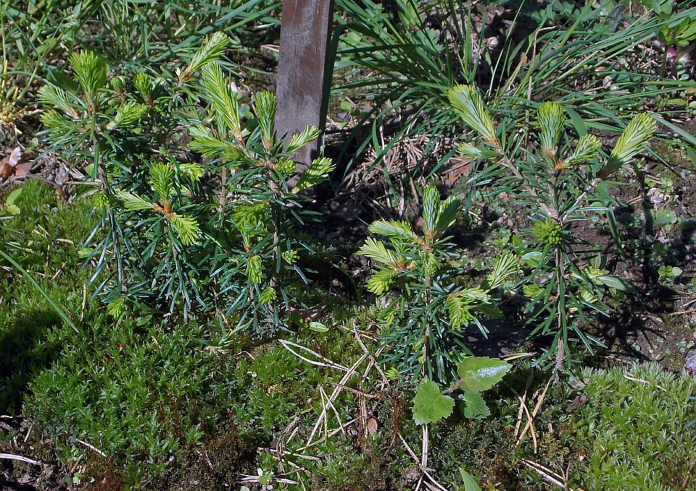 Image of Abies balsamea specimen.