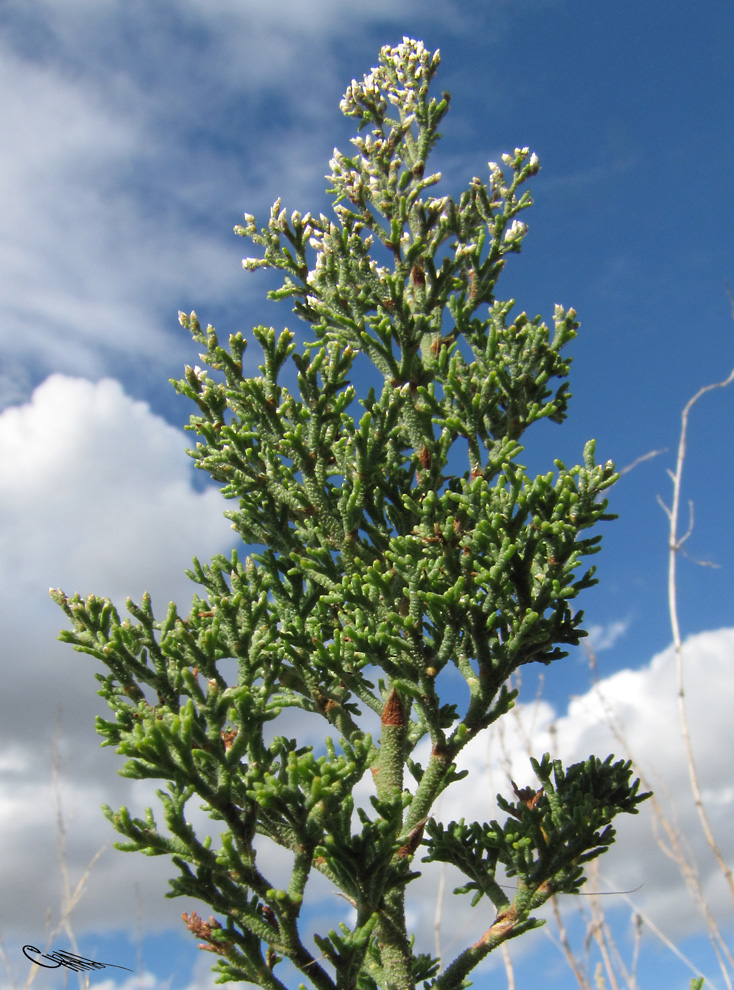 Изображение особи Limonium coralloides.