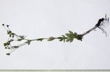 Potentilla caucasica