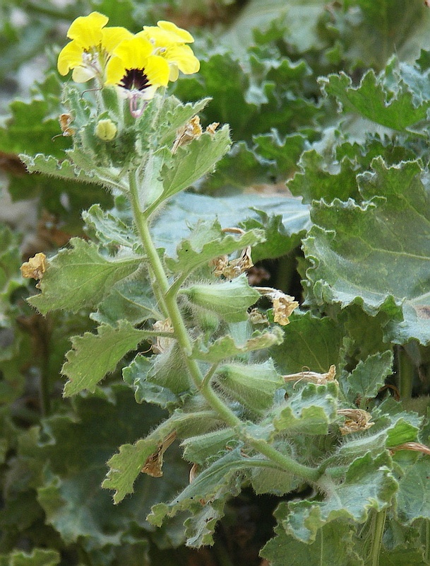 Изображение особи Hyoscyamus aureus.