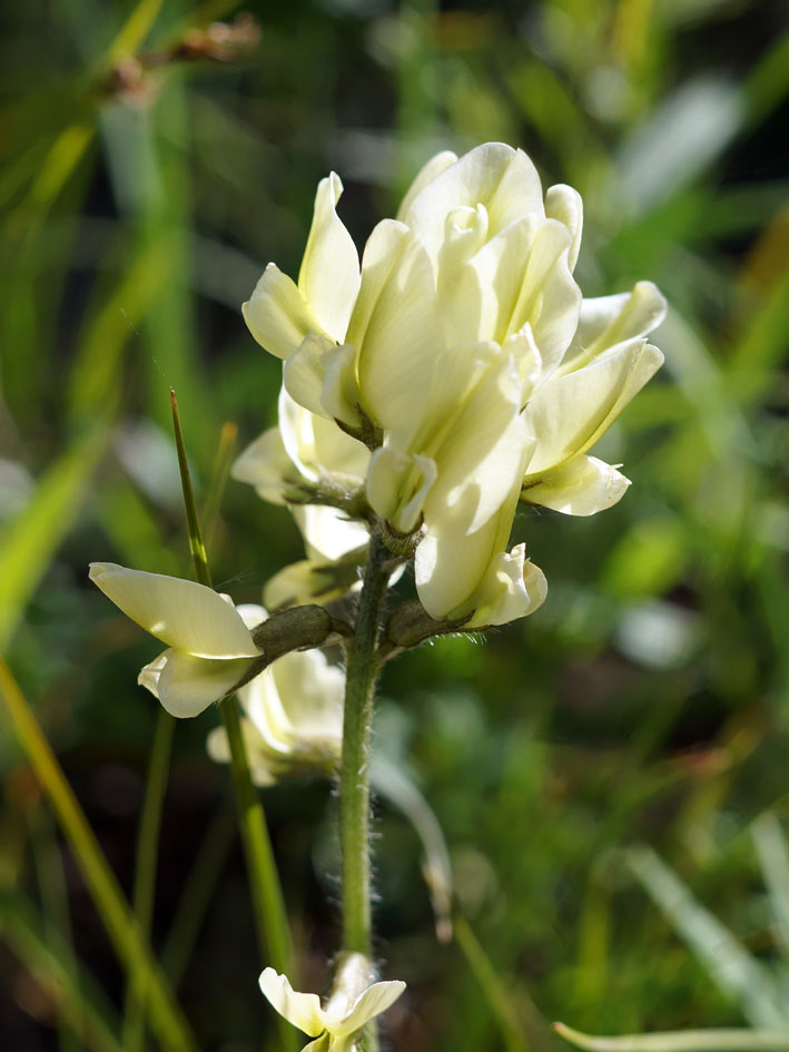 Изображение особи Oxytropis macrocarpa.