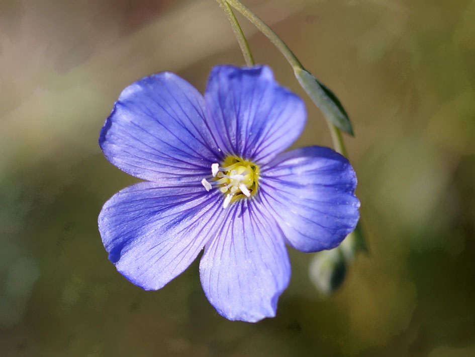 Изображение особи Linum altaicum.