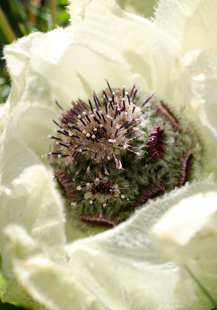 Image of Saussurea bogedaensis specimen.