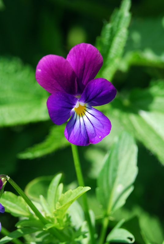 Image of Viola tricolor specimen.