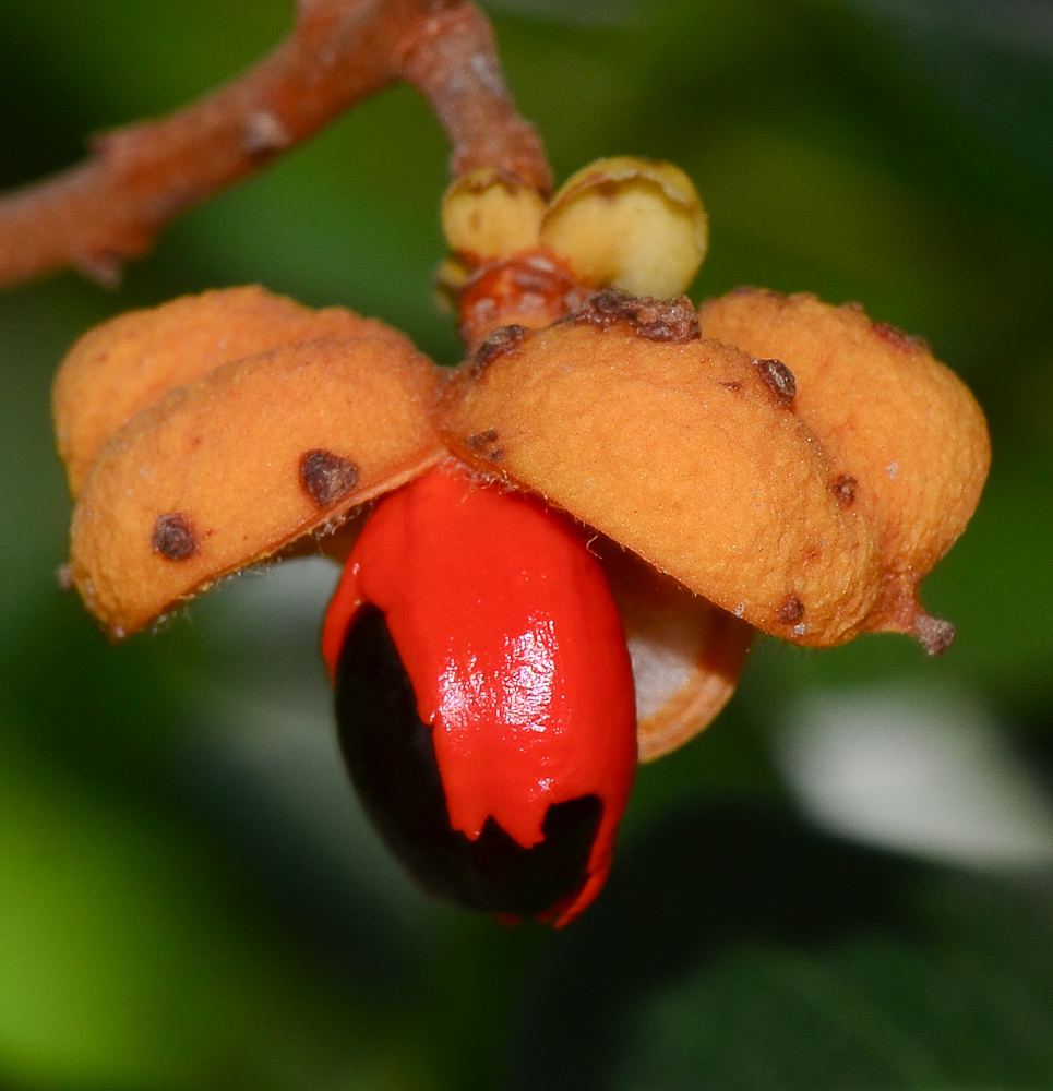 Image of Cupaniopsis anacardioides specimen.