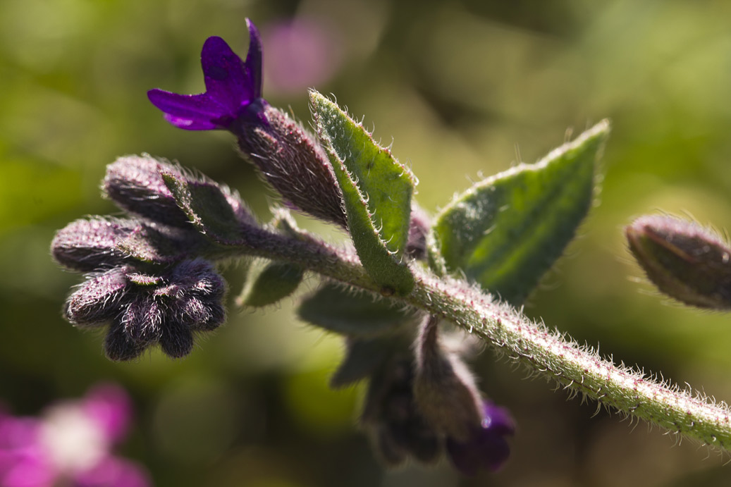 Image of Anchusa hybrida specimen.