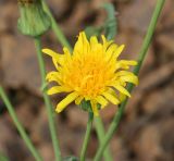 Sonchus подвид uliginosus