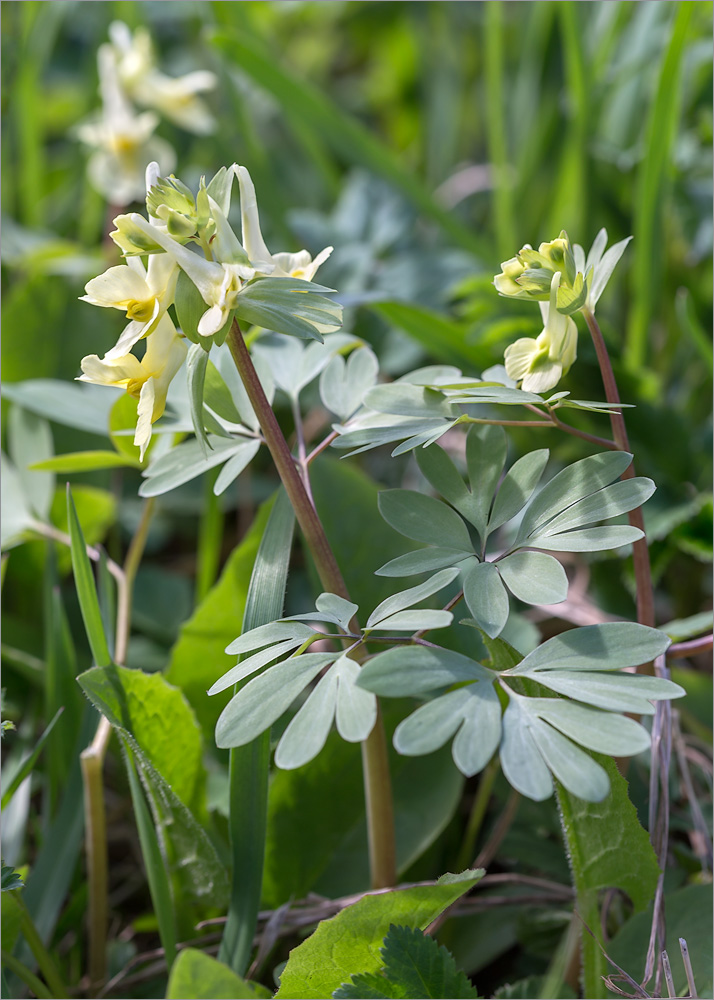 Image of Corydalis bracteata specimen.