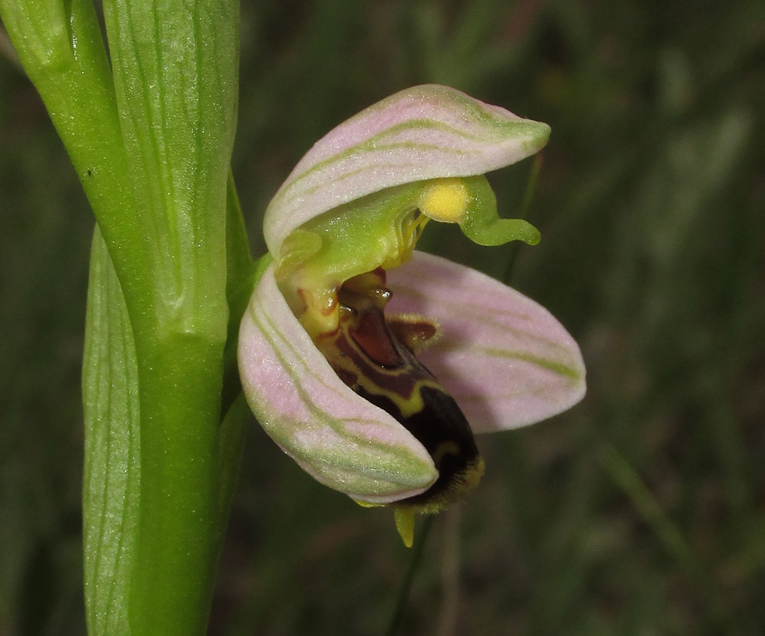 Image of Ophrys apifera specimen.