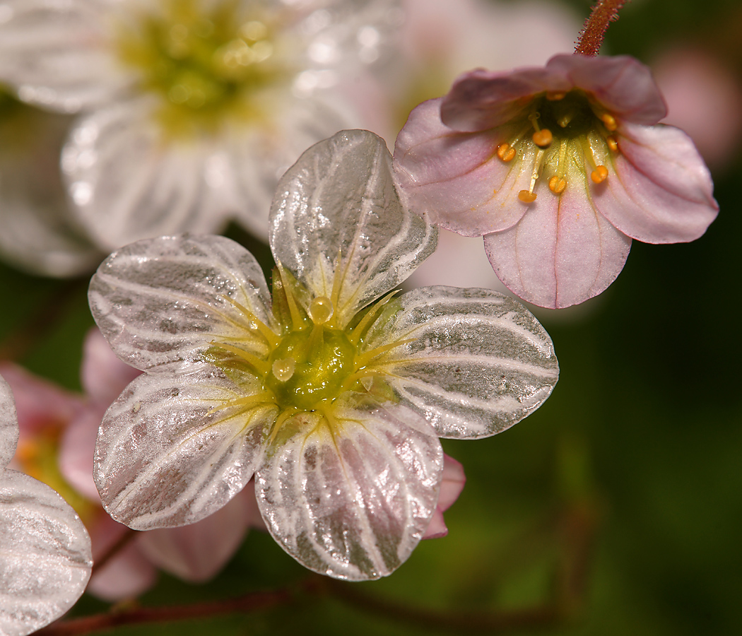 Изображение особи Saxifraga &times; arendsii.