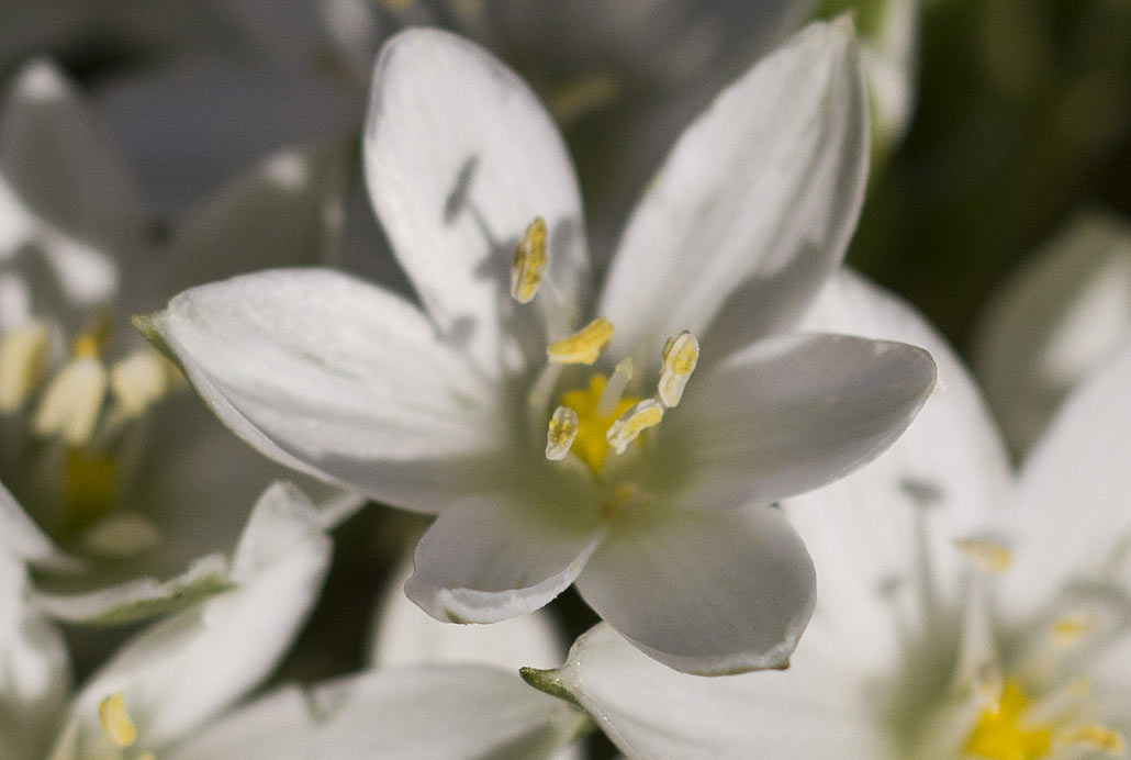 Изображение особи род Ornithogalum.