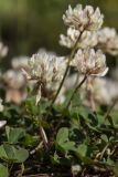 Trifolium repens. Цветущее растение. Свердловская обл., окр. г. Заречный, на берегу ручья, впадающем в Черемшанское болото; под ВЛЭП. 10.06.2016.