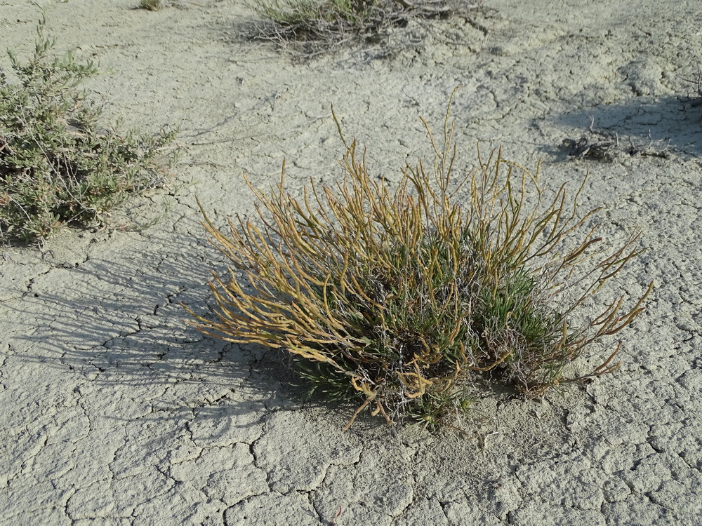 Image of Rhammatophyllum pachyrhizum specimen.