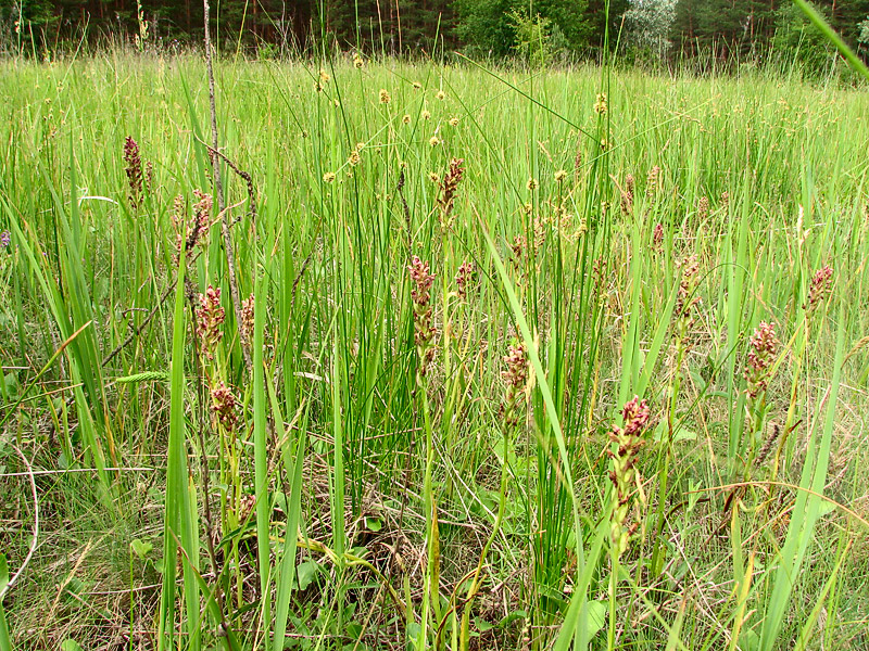 Image of Anacamptis coriophora specimen.