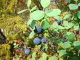 Vaccinium uliginosum