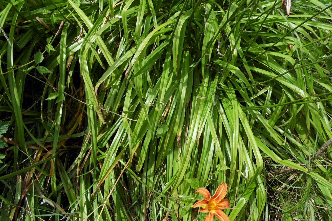 Image of Hemerocallis fulva specimen.