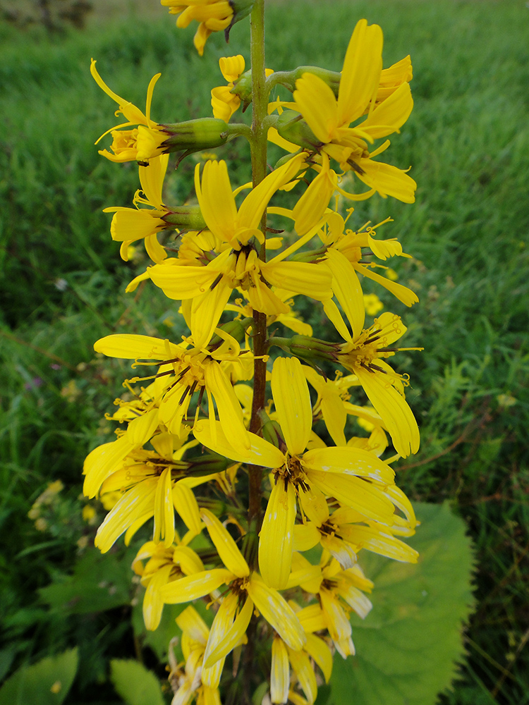 Image of Ligularia stenocephala specimen.