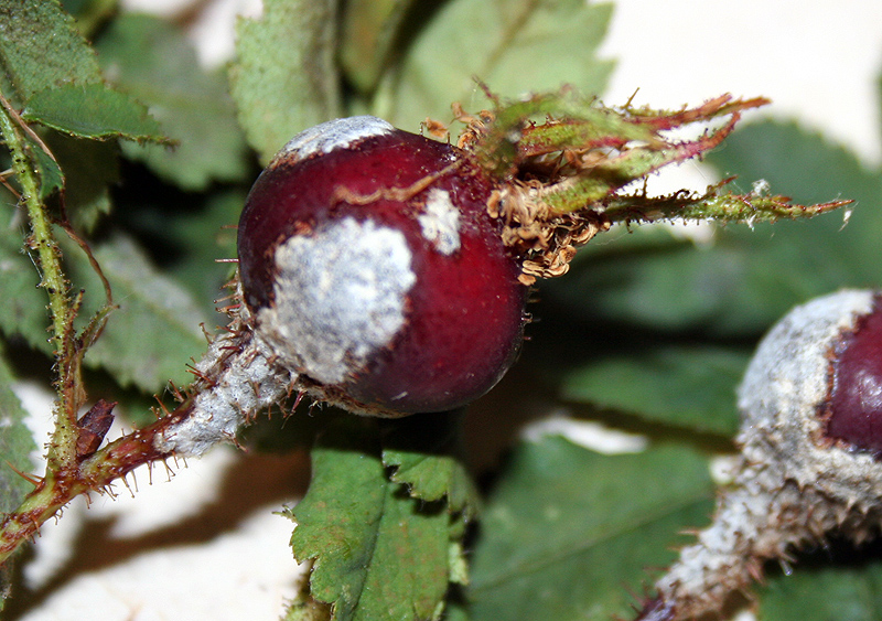 Image of Rosa spinosissima specimen.