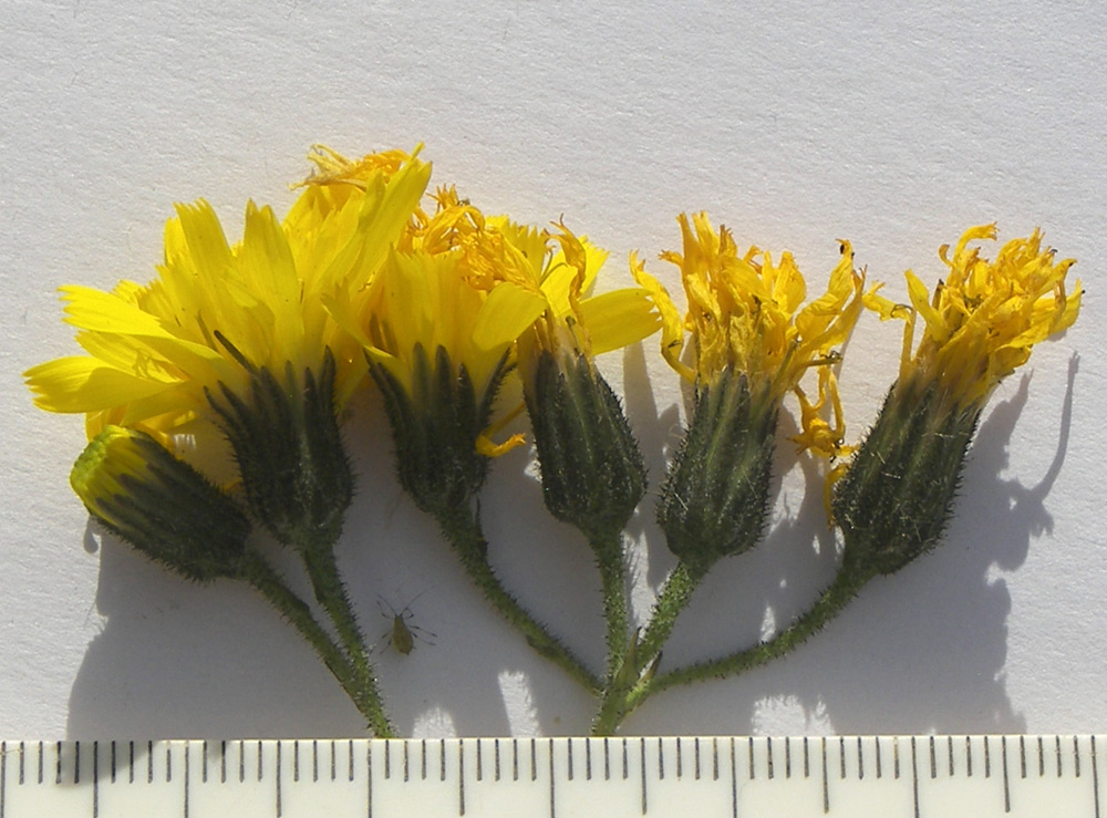 Image of Hieracium leptoprenanthes specimen.