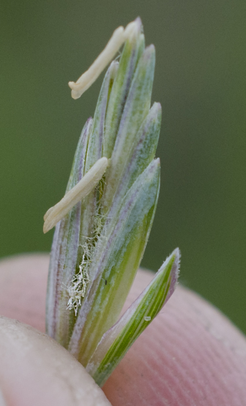 Image of genus Elytrigia specimen.