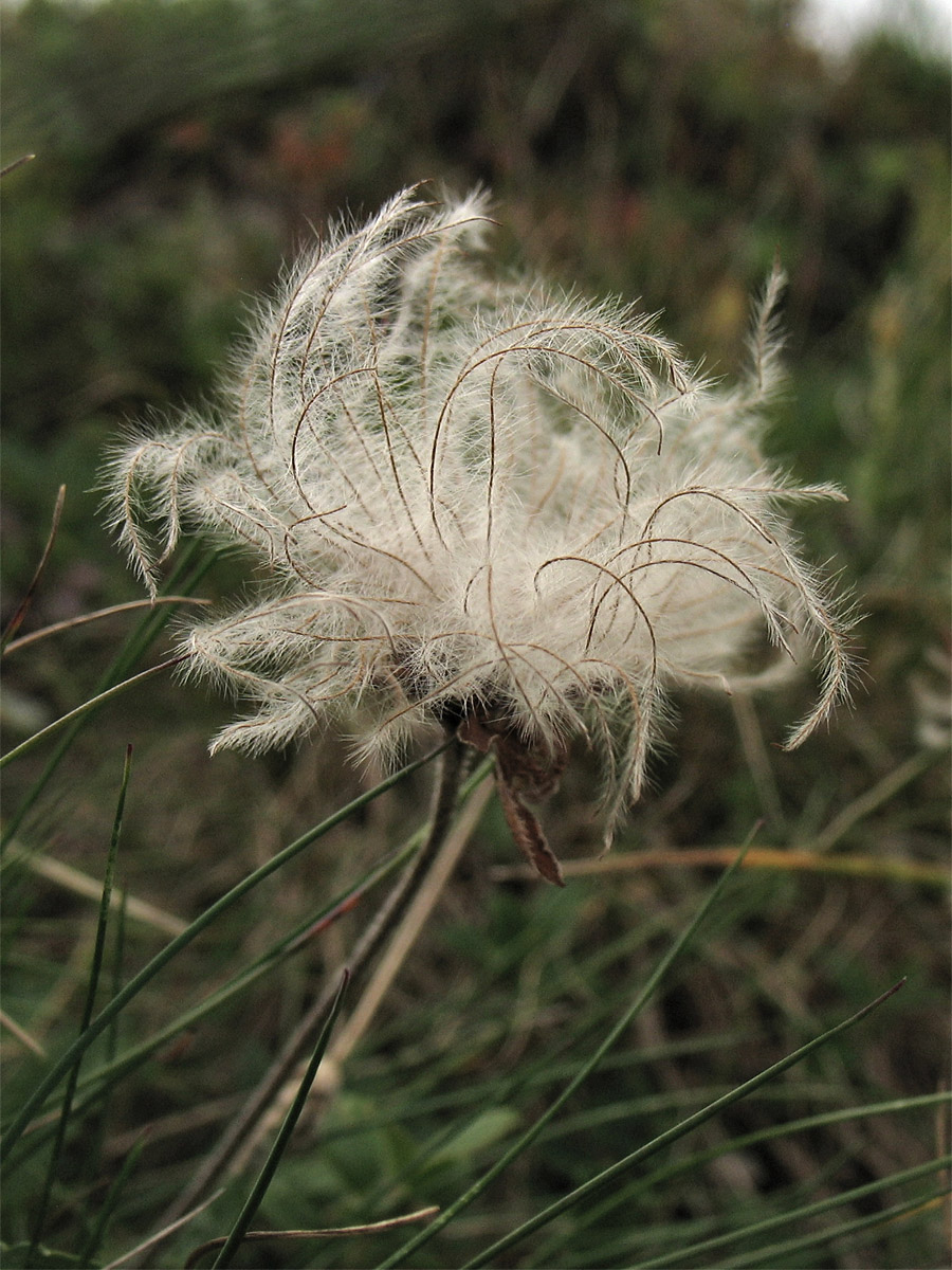 Image of Dryas octopetala specimen.