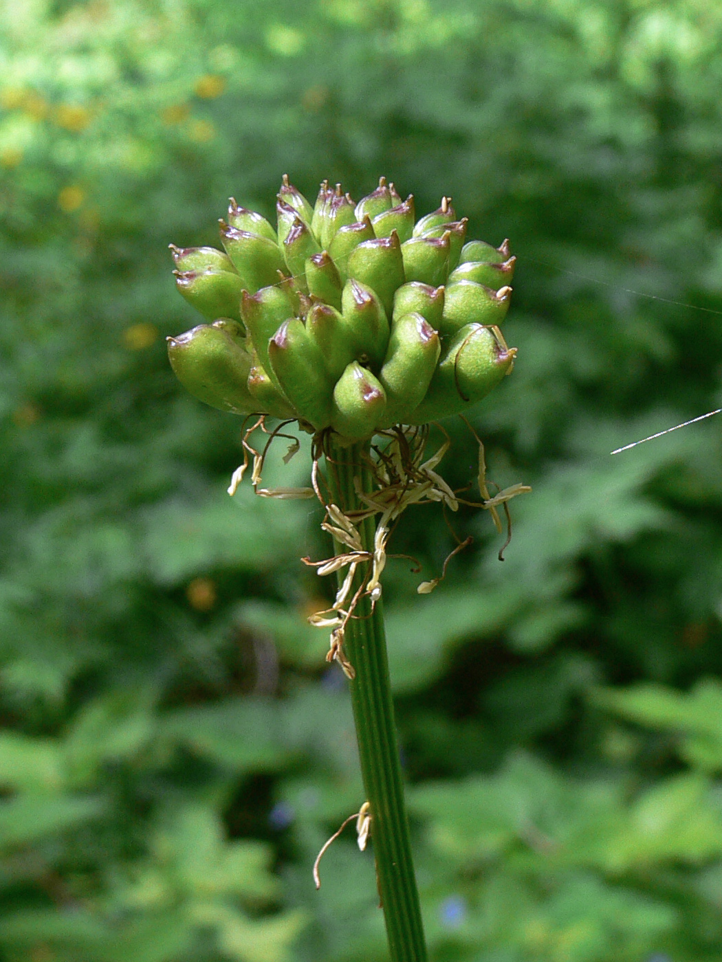 Image of Trollius europaeus specimen.