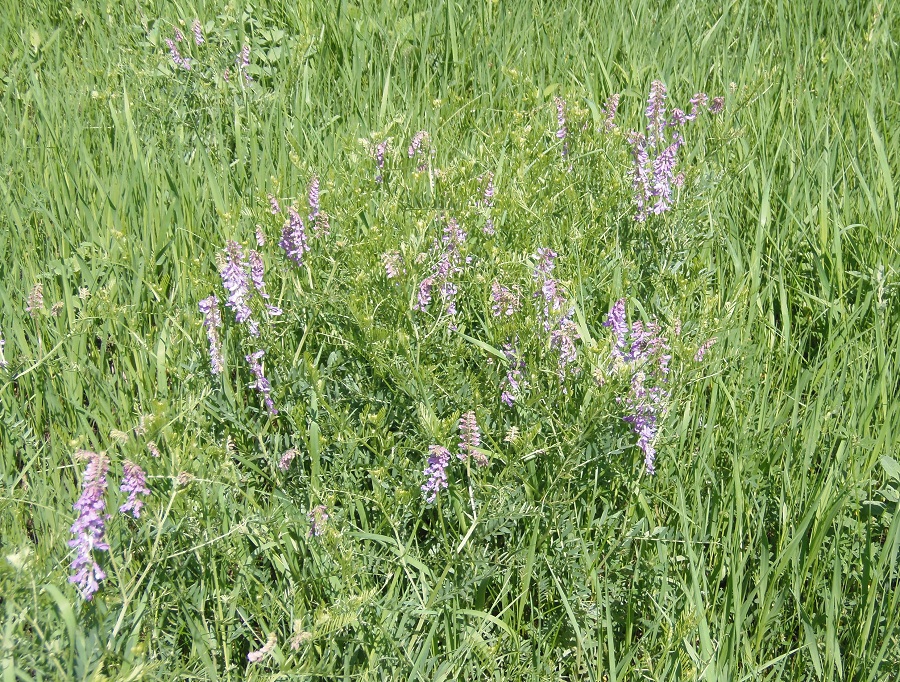 Image of Vicia villosa specimen.