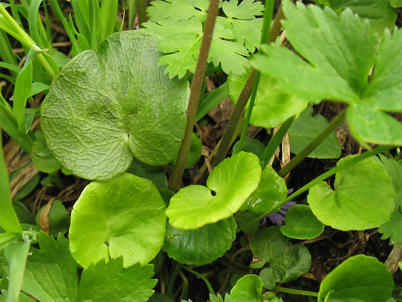 Image of Soldanella montana specimen.