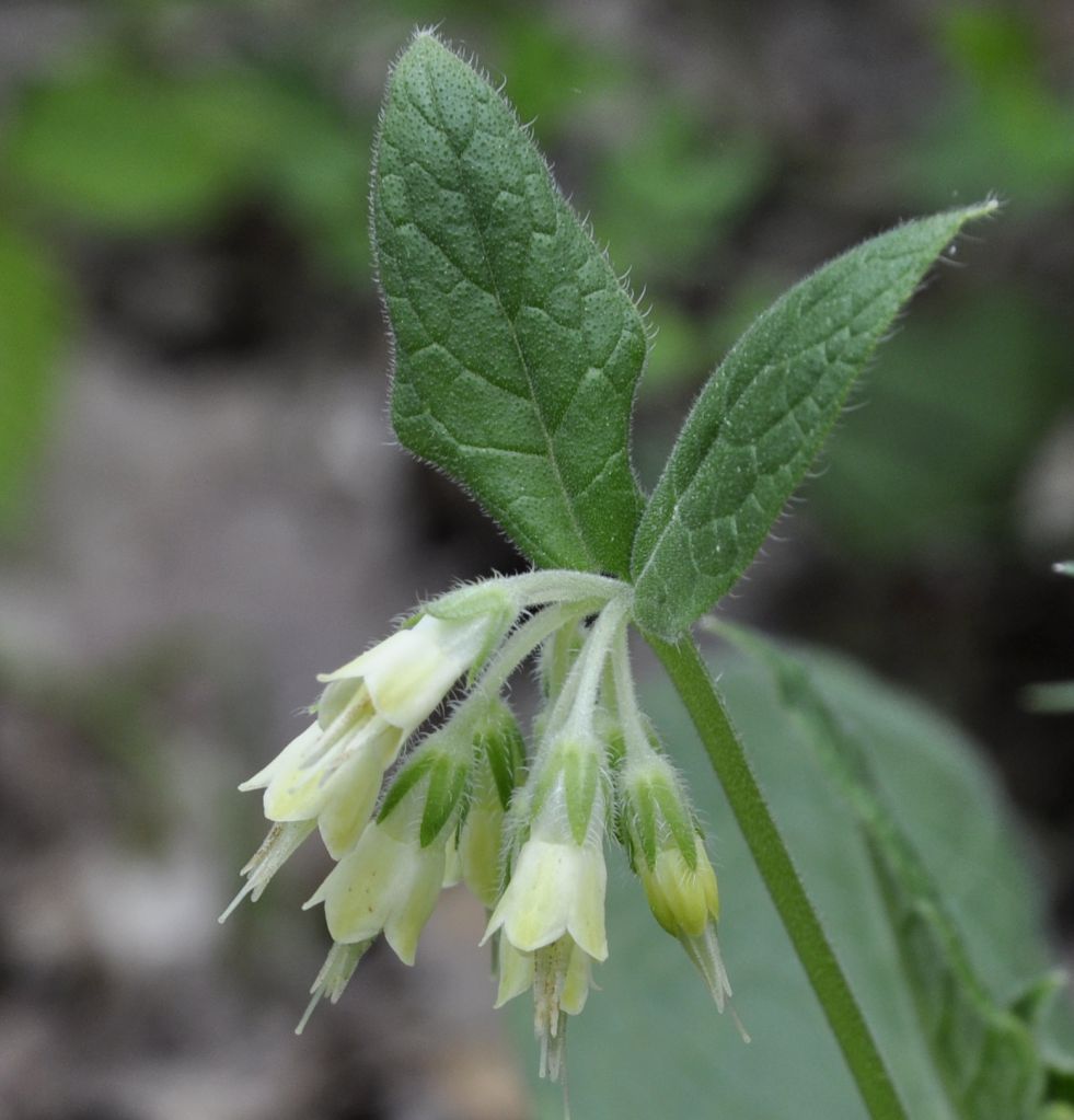 Image of Symphytum bulbosum specimen.