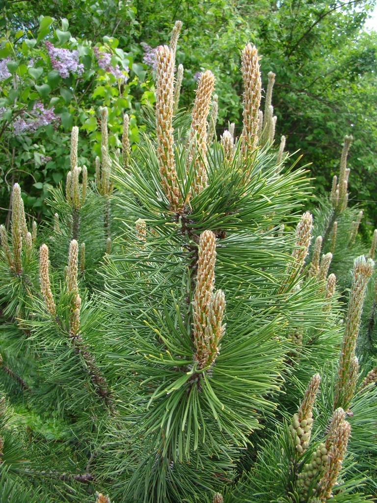 Image of Pinus sylvestris specimen.