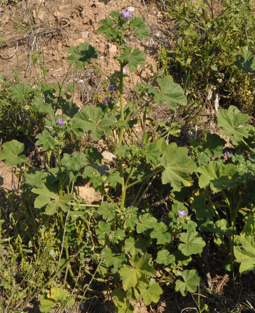 Image of Malva nicaeensis specimen.