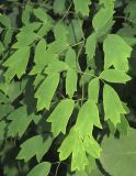 Смотреть изображение Thalictrum minus