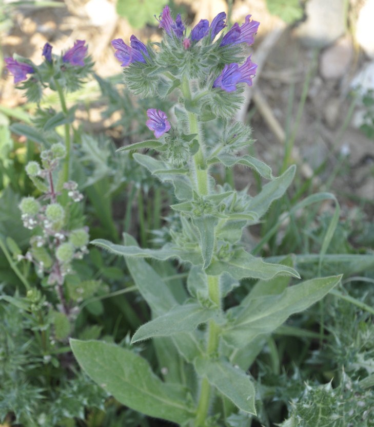 Изображение особи Echium plantagineum.