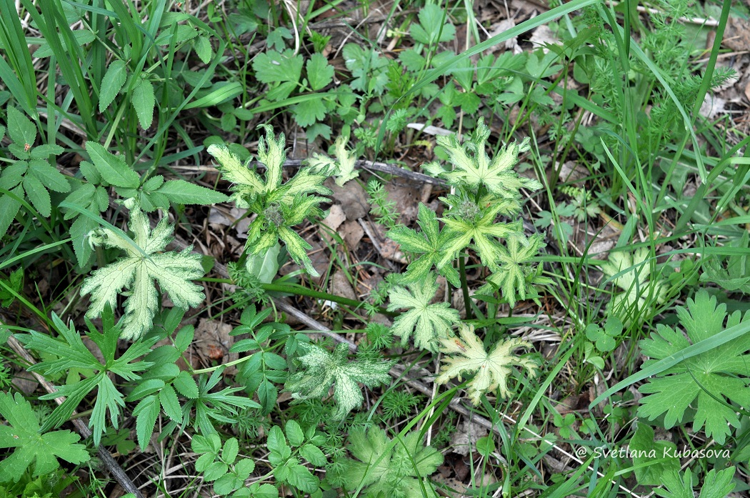 Image of Geranium sylvaticum specimen.