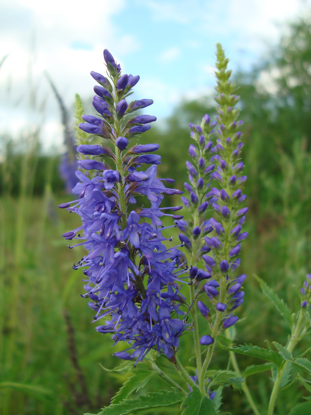 Image of Veronica longifolia specimen.