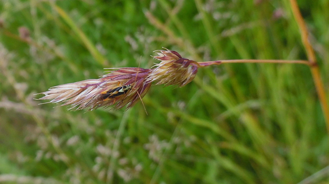 Изображение особи Dactylis glomerata.