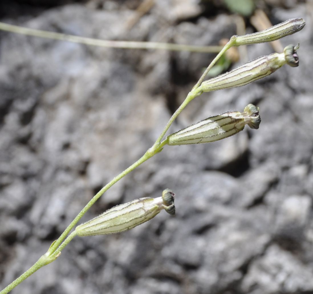 Изображение особи Silene ciliata ssp. graefferi.