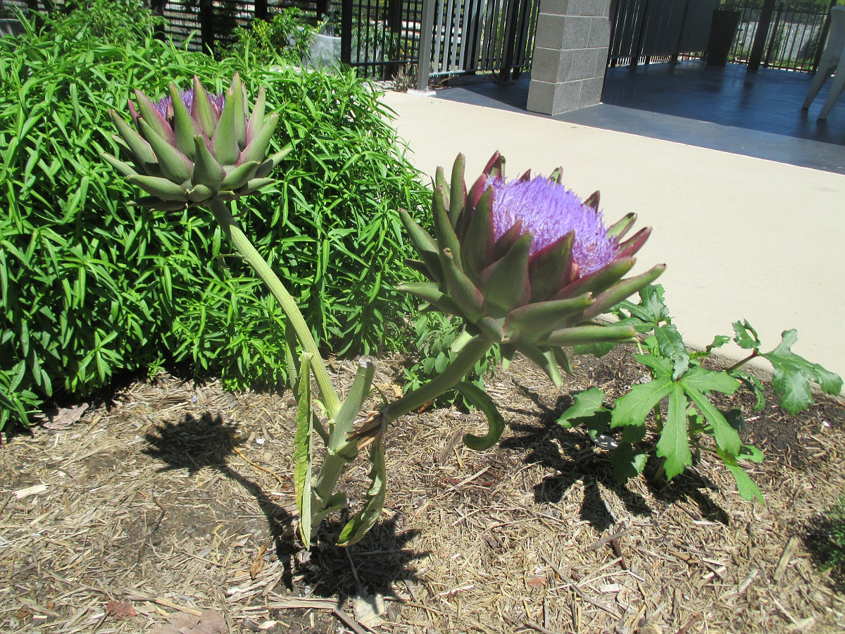 Изображение особи Cynara scolymus.