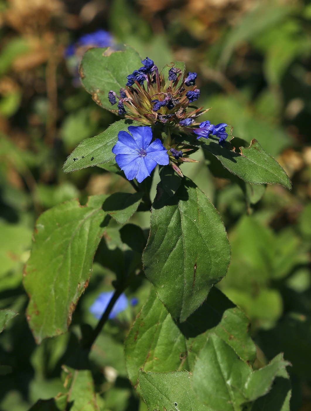 Image of Ceratostigma willmottianum specimen.