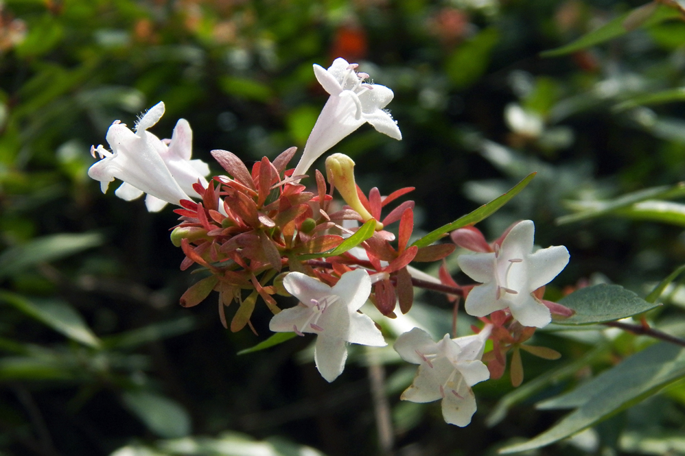 Image of Abelia &times; grandiflora specimen.