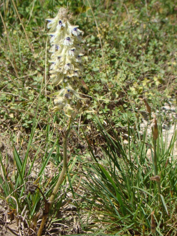 Image of Delphinium szowitsianum specimen.