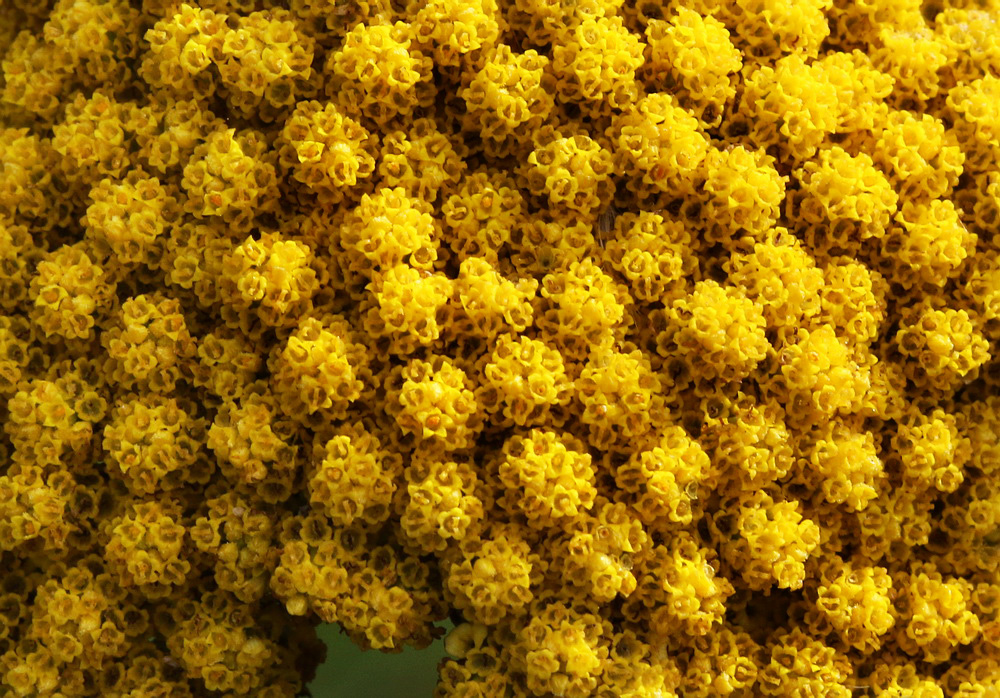 Image of Achillea filipendulina specimen.