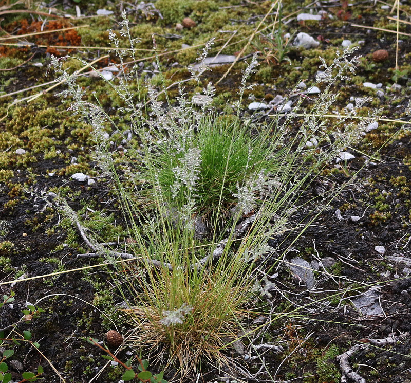 Image of familia Poaceae specimen.