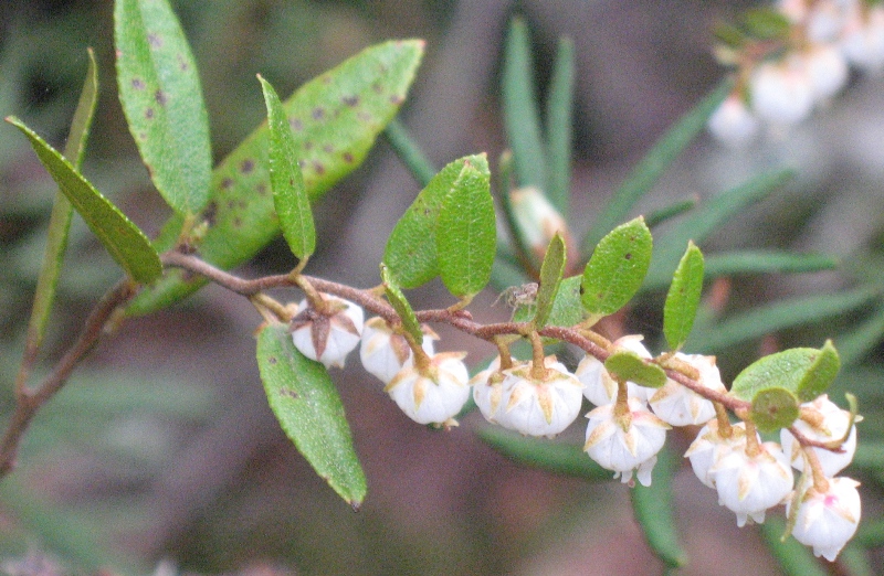 Изображение особи Chamaedaphne calyculata.