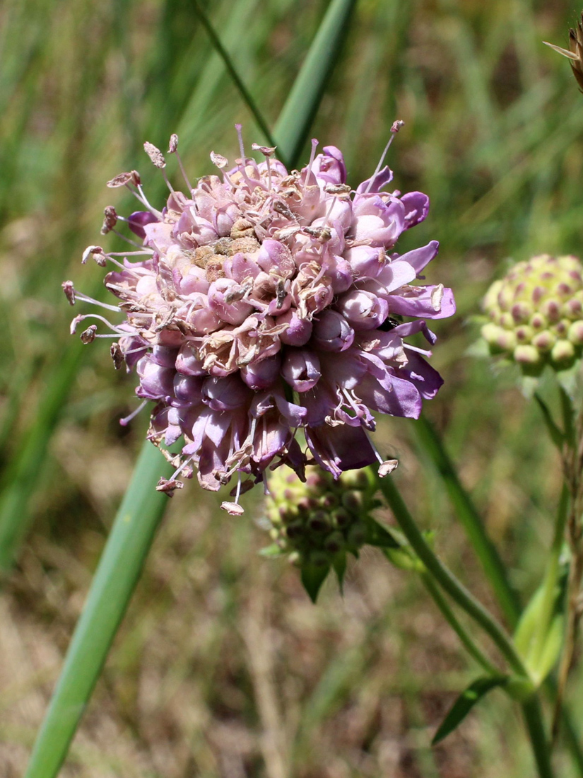 Изображение особи Knautia arvensis.