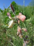 Onobrychis chorassanica